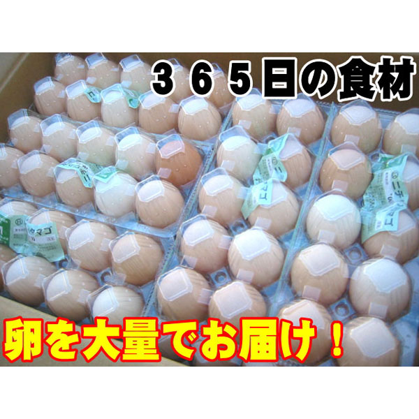日常の食材 卵を大量でお届け 鶏卵 Mサイズ 1箱20パック入