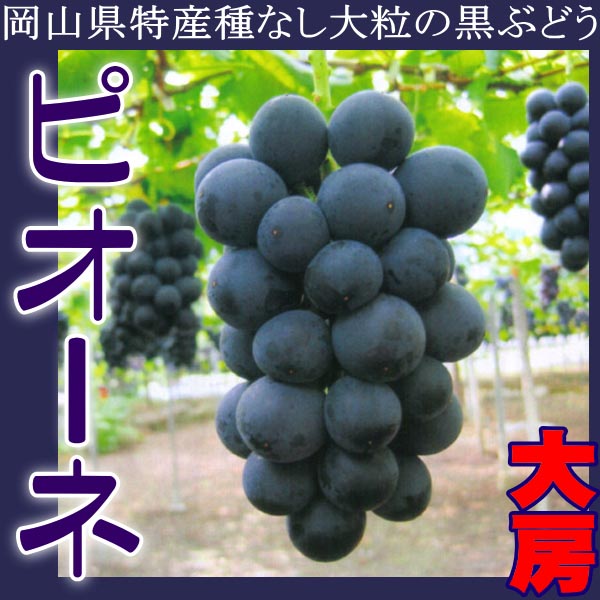 種なし 大粒 ぶどう 岡山 ニュー ピオーネ 1房約800g 大房 葡萄 ブドウ