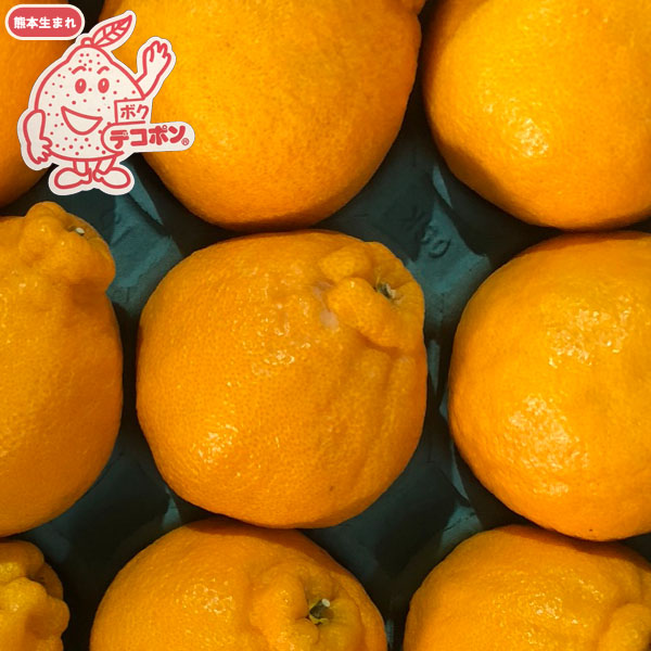高級柑橘 デコポン5kg(15玉入)光センサー選果 熊本県産