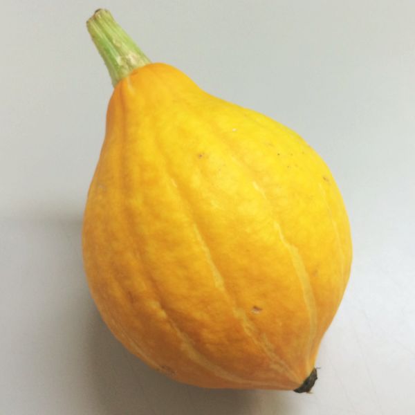 生食できる黄色いかぼちゃ 国産 コリンキー 1玉